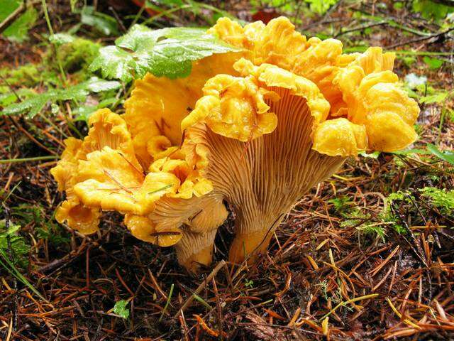 Image of Cantharellus formosus Corner 1966