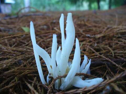 Image of Clavaria