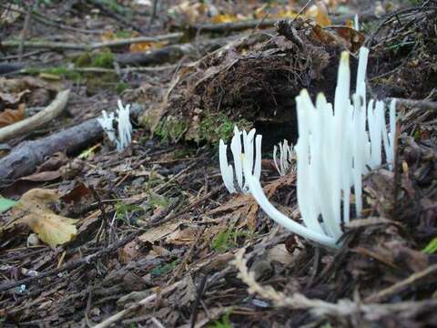 Image of Clavaria