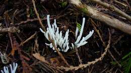 Clavaria resmi