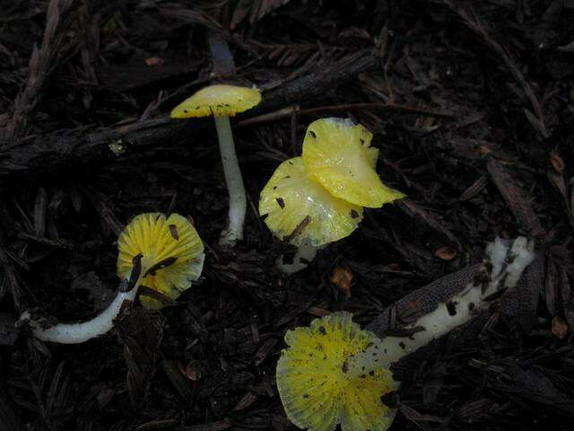 Plancia ëd Hygrocybe flavifolia (A. H. Sm. & Hesler) Singer 1951