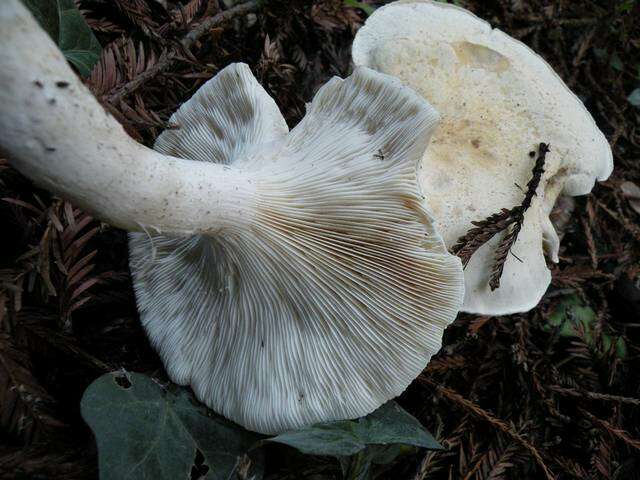 Image of Leucopaxillus albissimus (Peck) Singer 1939