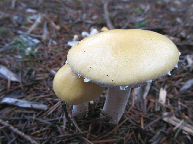 Image of Stropharia