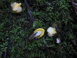 Image of Hygrocybe flavifolia (A. H. Sm. & Hesler) Singer 1951