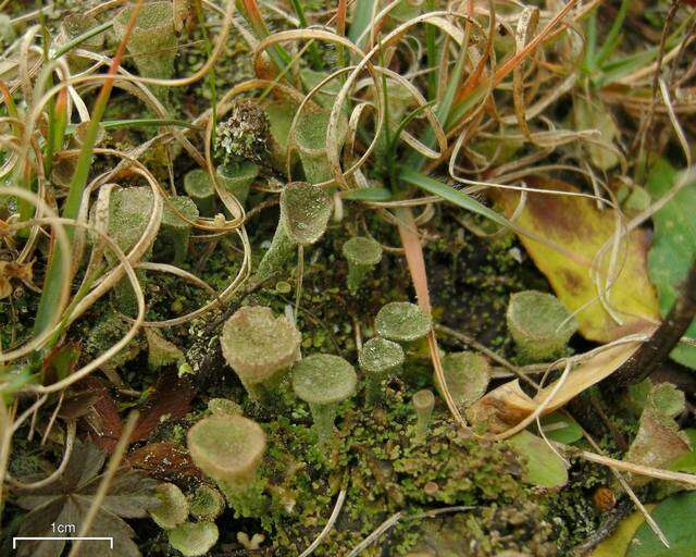 Imagem de Cladonia cryptochlorophaea Asahina