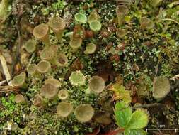 Imagem de Cladonia cryptochlorophaea Asahina