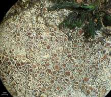 Image de Lecanora subimmergens Vain.