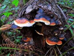 Image of Fomitopsis