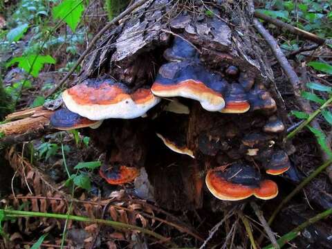 Image of Fomitopsis