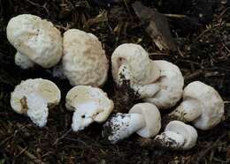 Image of Boletus semigastroideus Nuhn, Manfr. Binder, A. F. S. Taylor, Halling & Hibbett 2013