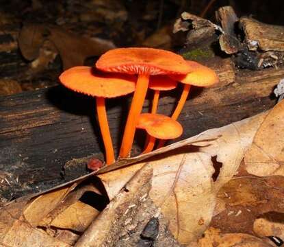 Image of Mycena leaiana (Berk.) Sacc. 1891