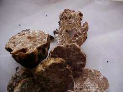 Image of truffle family
