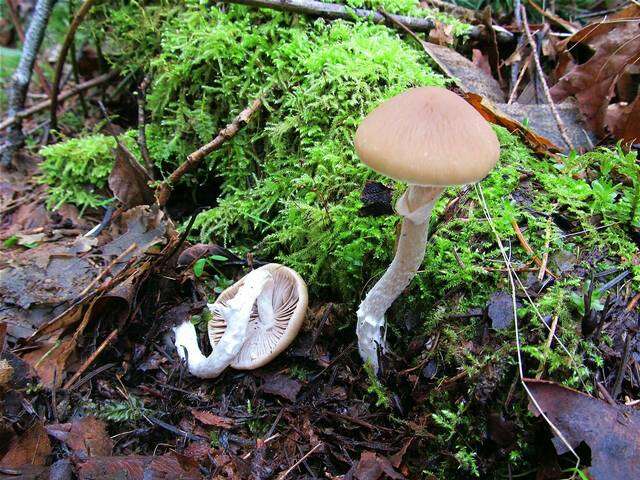 Image of Psathyrella longistriata (Murrill) A. H. Sm. 1949