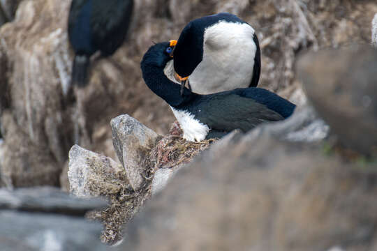 Image of Kerguelen Shag