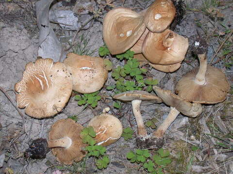 Image of Agrocybe