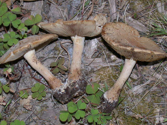 Image de Agrocybe