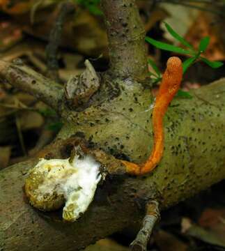 Image of Cordyceps cardinalis G. H. Sung & Spatafora 2004