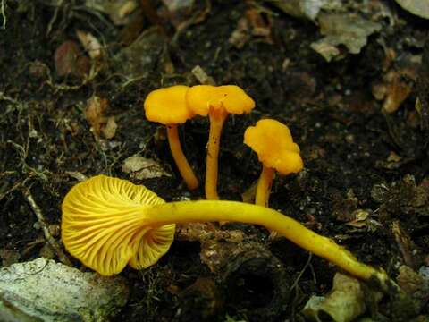 Слика од Cantharellus minor Peck 1872