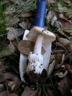 Image of Bittersweet orange ringless amanita