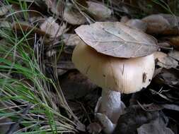 Image of Bittersweet orange ringless amanita