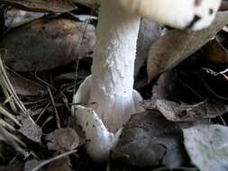 Image of Bittersweet orange ringless amanita