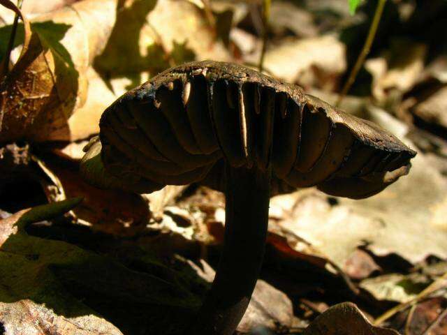 Image of Neohygrocybe