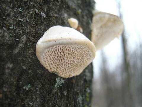 Image of Trametes