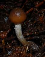 Image de Psilocybe aucklandiae Guzmán, C. C. King & Bandala 1991