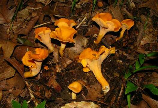 Image of Cantharellus lateritius (Berk.) Singer 1951