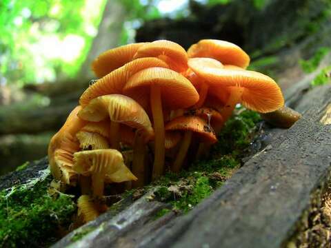 Image of Mycena leaiana (Berk.) Sacc. 1891