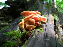 Image of Mycena leaiana (Berk.) Sacc. 1891