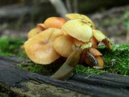 Image of Mycena leaiana (Berk.) Sacc. 1891