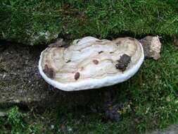 Image of Ganoderma