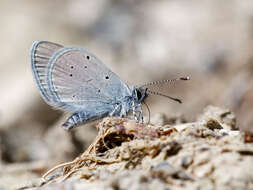 Image of small blue