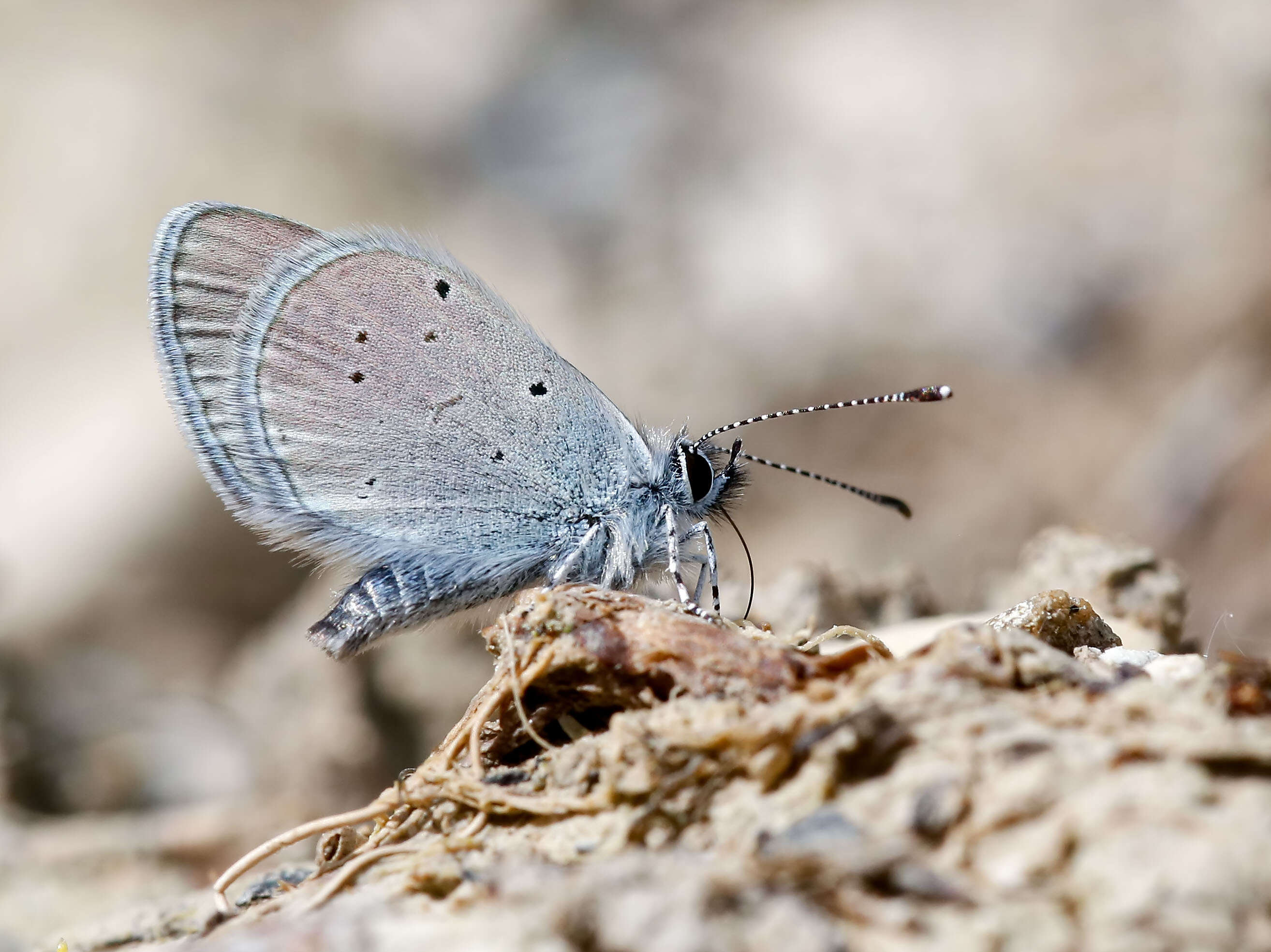 Image of small blue