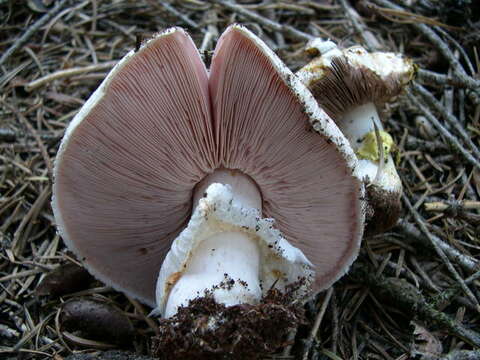 Image of Agaricus moronii Kerrigan 2016