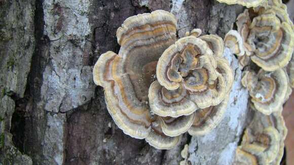 Image of Trametes