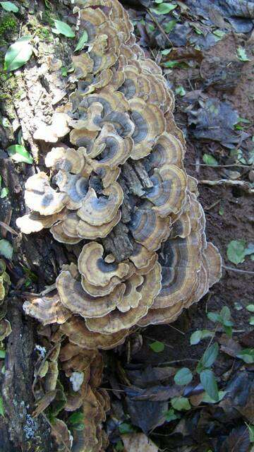 Image of Trametes