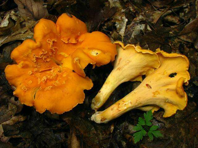 Слика од Cantharellus lateritius (Berk.) Singer 1951