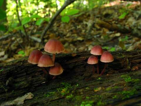 Image of Mycena