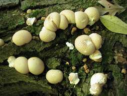 Image of Lycoperdon