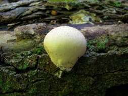 Image of Lycoperdon