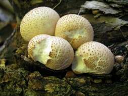 Image of Lycoperdon