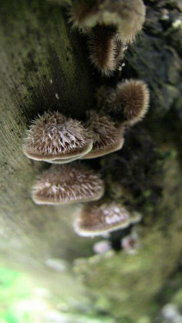 Image of Wood ear fungi