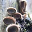 Imagem de Auricularia nigricans (Sw.) Birkebak, Looney & Sánchez-García 2013