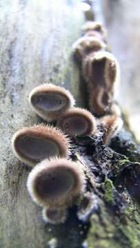 Image of Auricularia