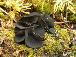 Imagem de Sarcosomataceae