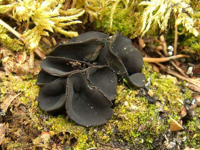 Imagem de Sarcosomataceae