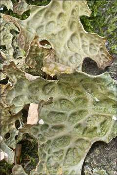 Image of lung lichen