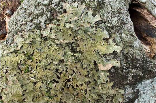 Image of lung lichen